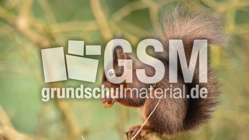 Eichhörnchen (22).jpg